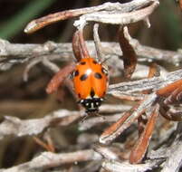 Image of Lady beetle