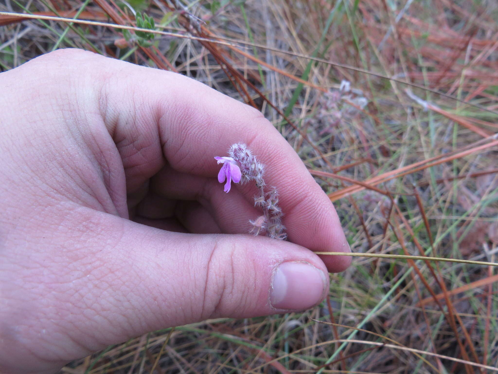 Слика од Stachydeoma