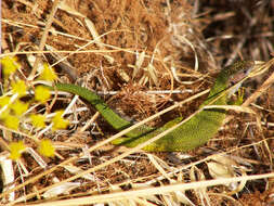 Image of Western Green Lizard