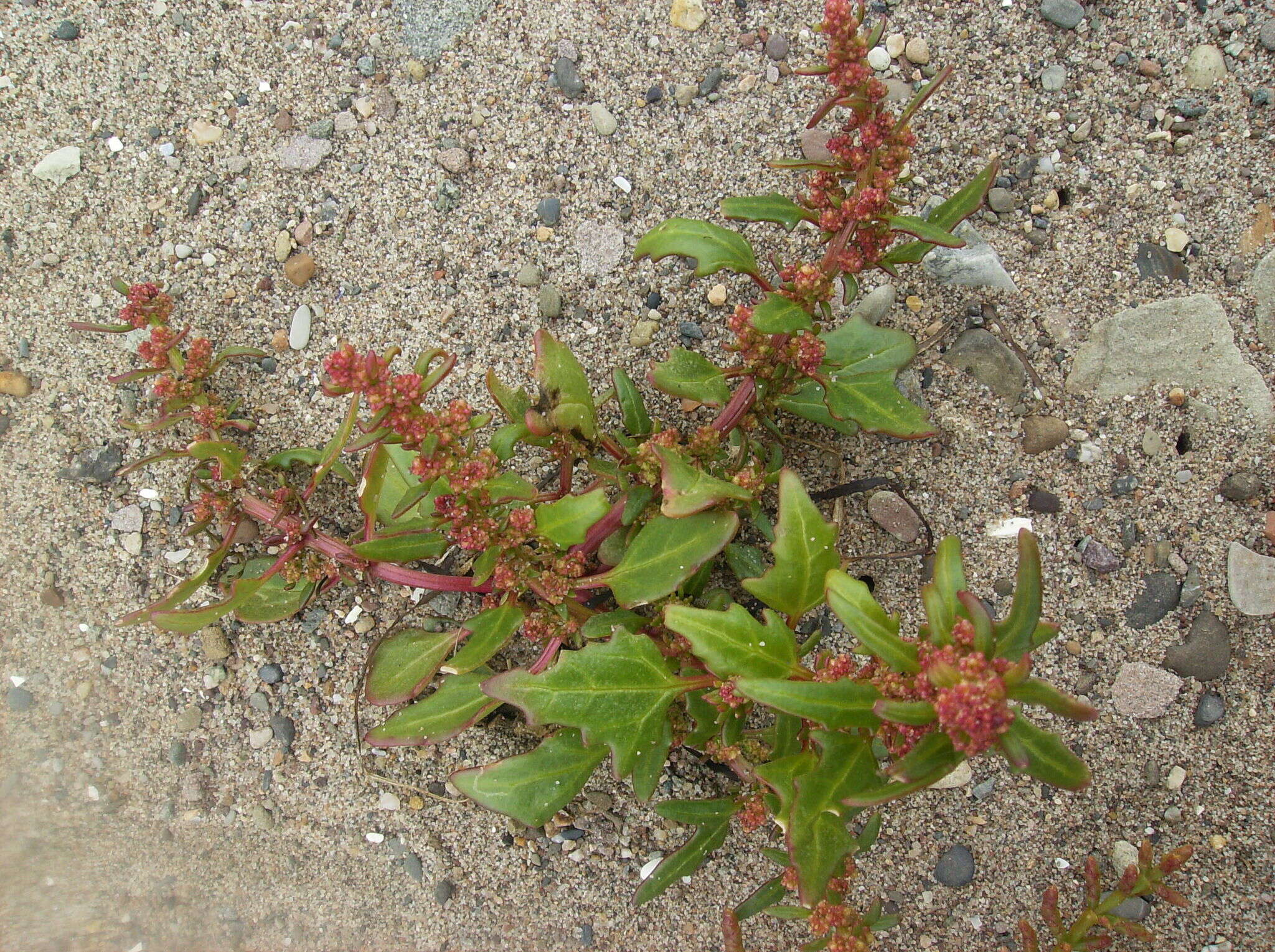 Image of Red Goosefoot