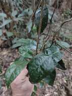 صورة Aristolochia praevenosa F. Müll.