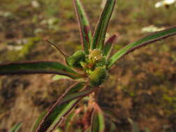 Euphorbia cuphosperma (Engelm.) Boiss. resmi