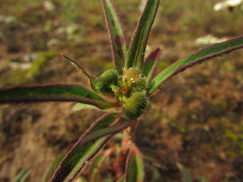 Image of hairy-fruit spurge