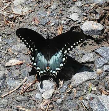 Papilio troilus Linnaeus 1758 resmi