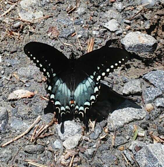 Image of Spicebush swallowtail