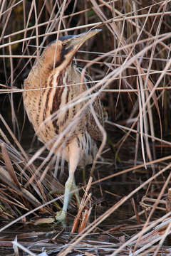 Image of great bittern, bittern