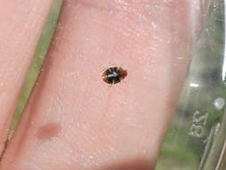 Image of Scymnus (Pullus) louisianae J. Chapin 1973