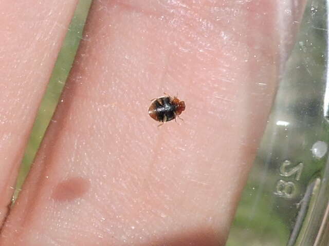 Image of Scymnus (Pullus) louisianae J. Chapin 1973