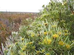 Image of Leucadendron sheilae I. J. M. Williams