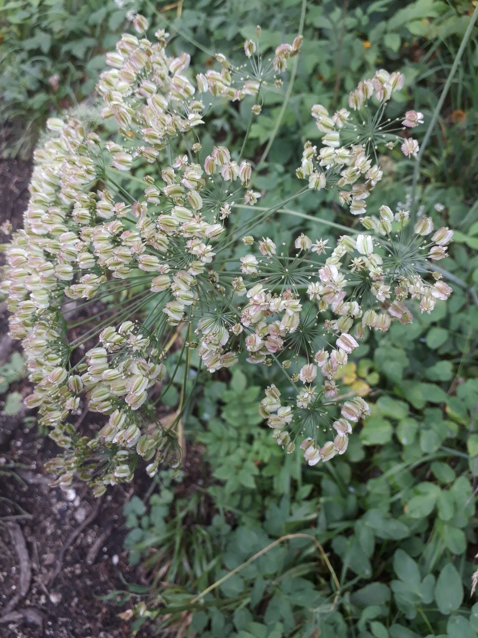 Imagem de Laserpitium latifolium L.