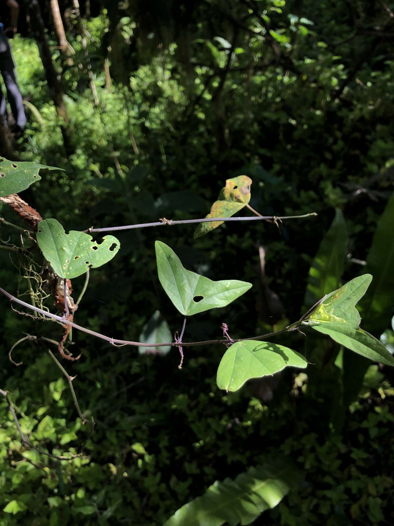 Image of Passiflora colinvauxii Wiggins