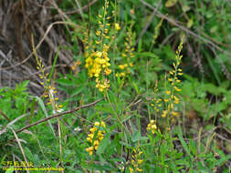 Image of West Indian rattlebox