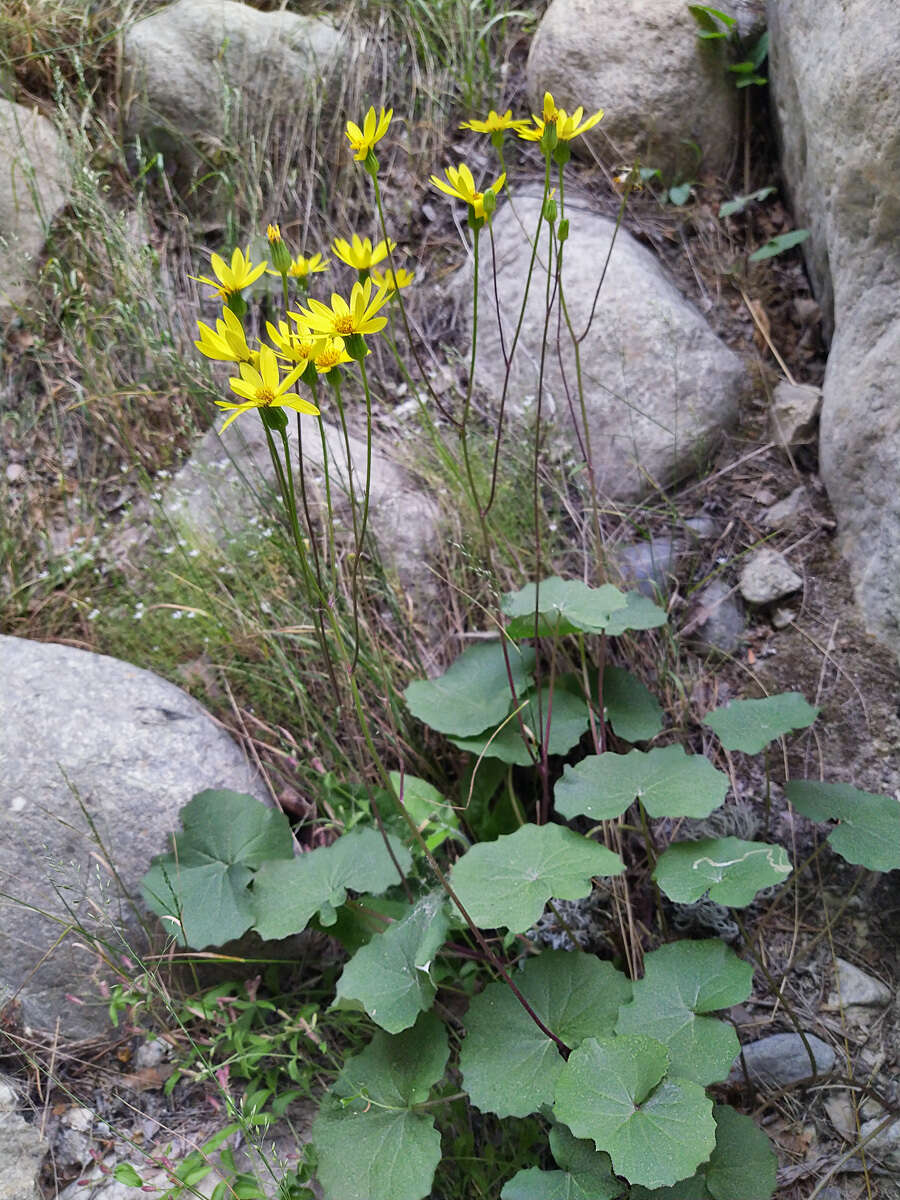 Plancia ëd Dolichorrhiza renifolia (C. A. Mey.) Galushko