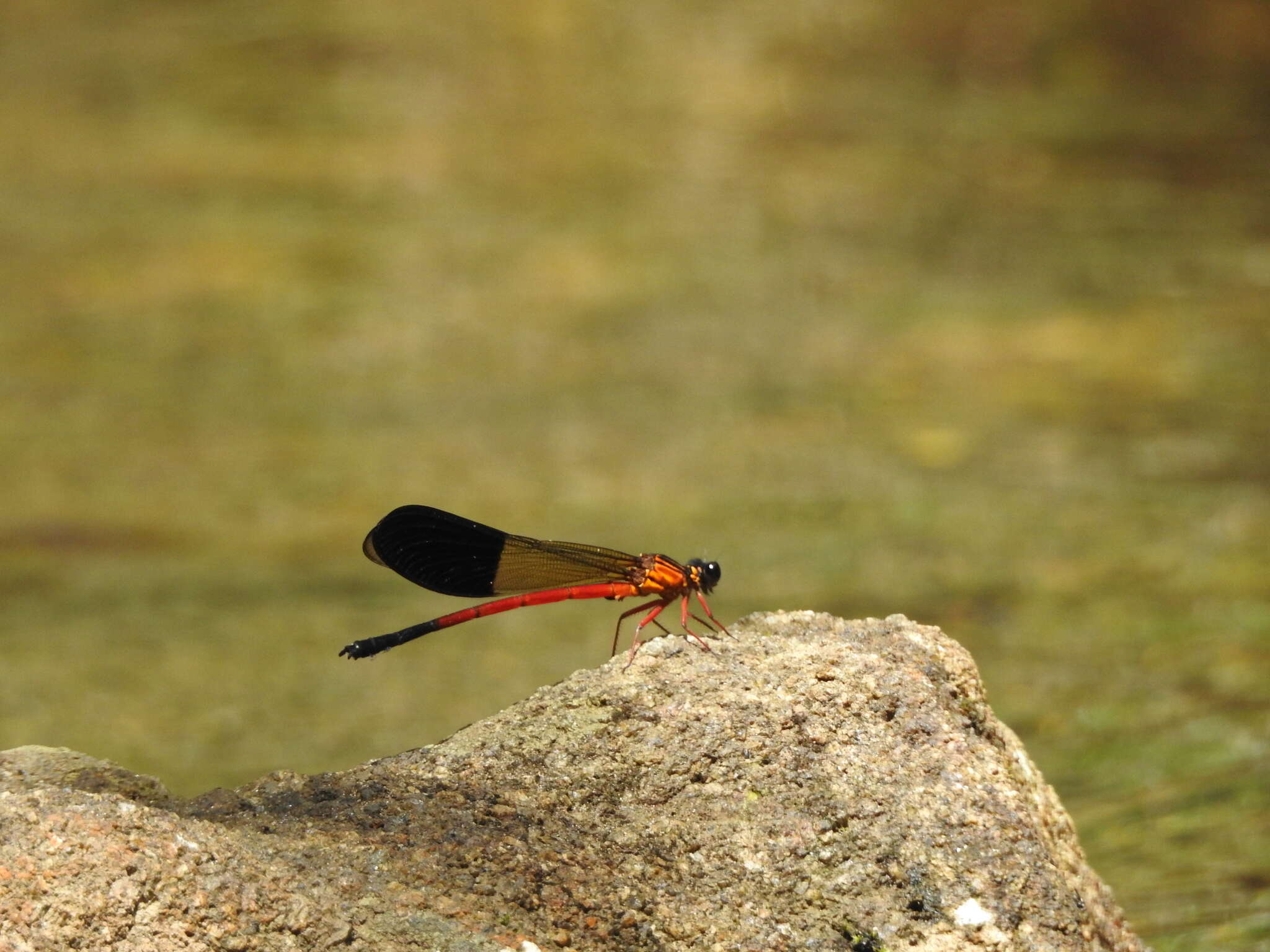 Image of Euphaea cardinalis (Fraser 1924)