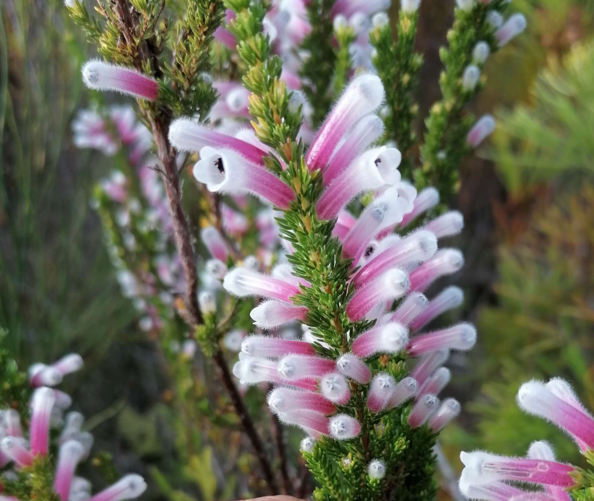 Plancia ëd Erica perspicua Wendl.