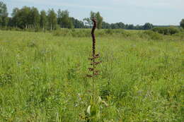 Image of black false hellebore