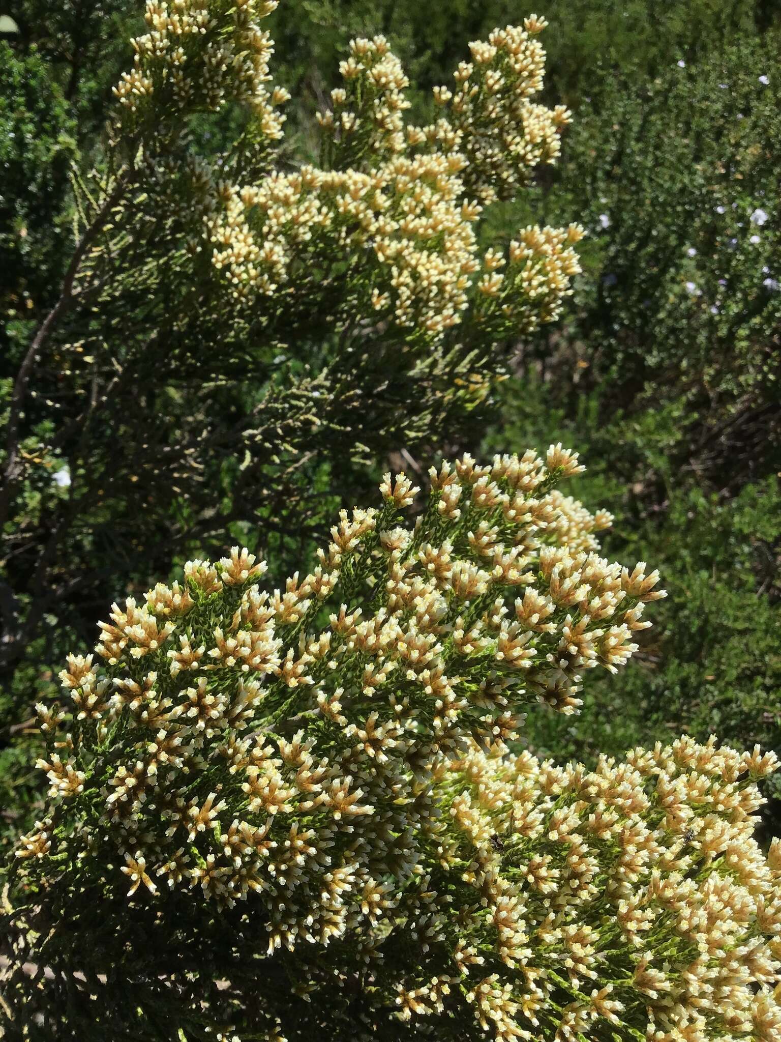 Image de Ozothamnus cupressoides Puttock & D. J. Ohlsen