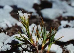 Image de Dracophyllum marmoricola S. Venter