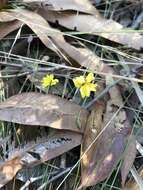 Image de Goodenia mystrophylla