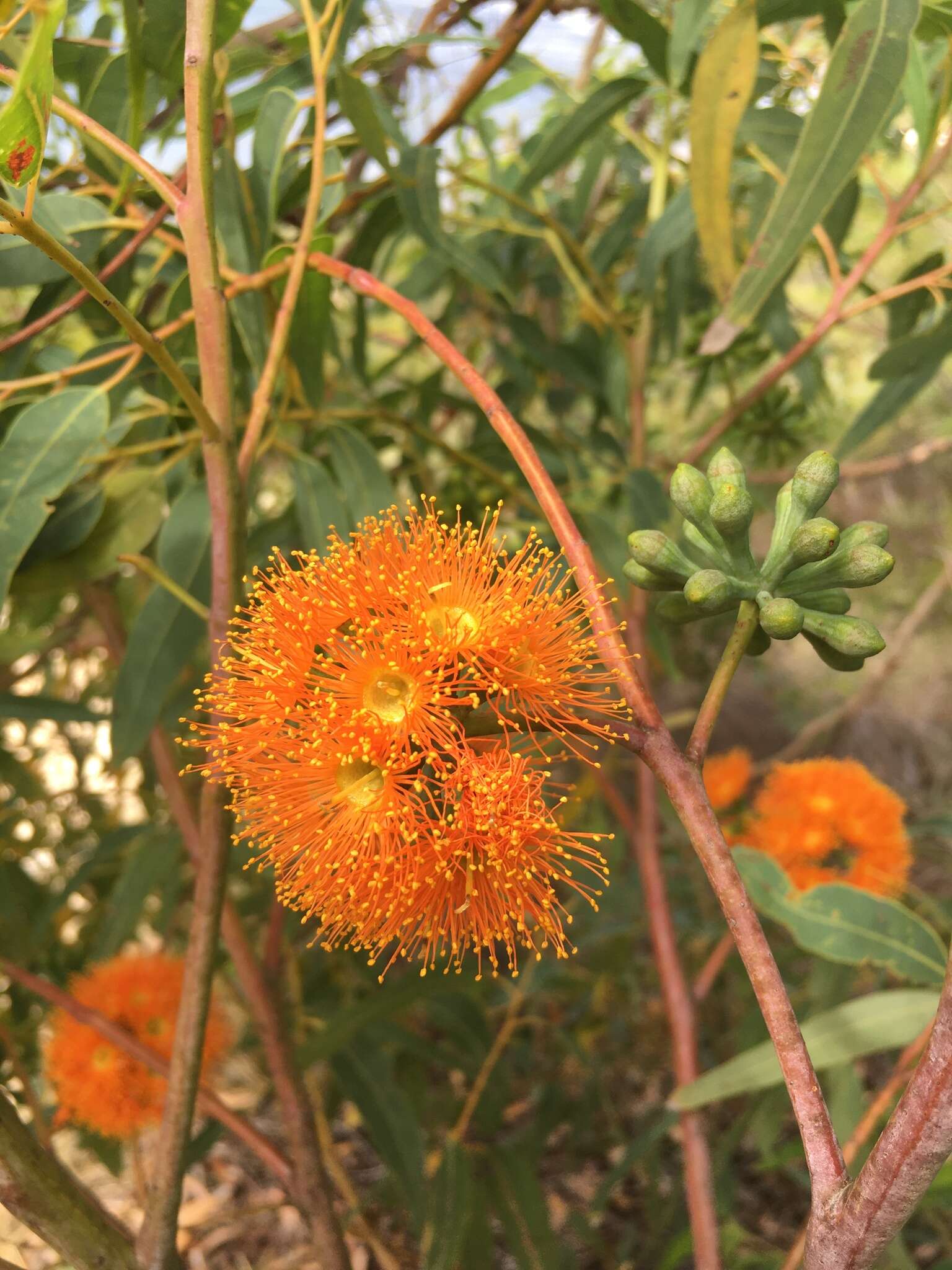 Image of Eucalyptus phoenicea F. Müll.