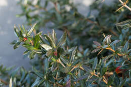 Image of Warted Barberry