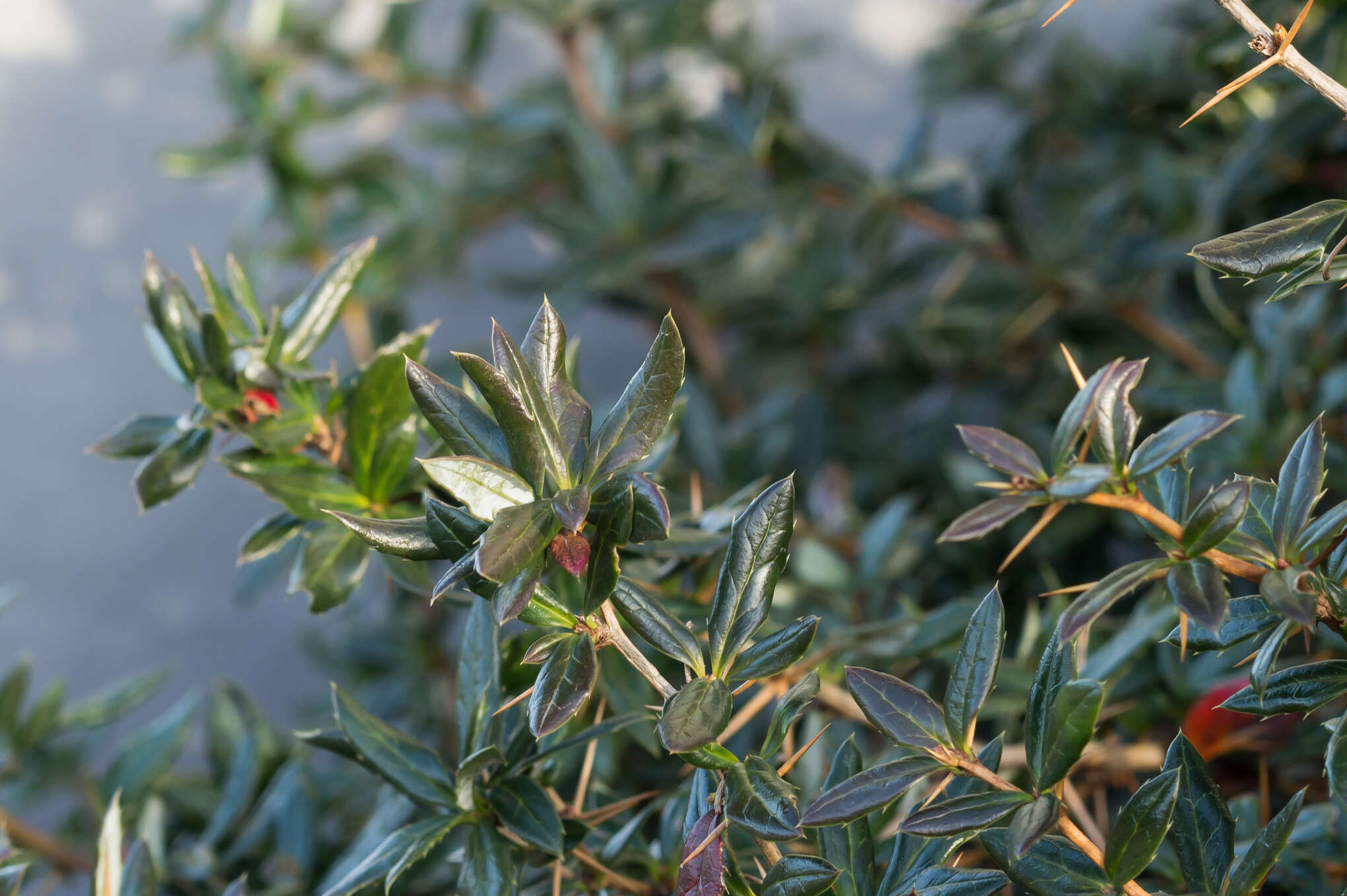 Image of Warted Barberry