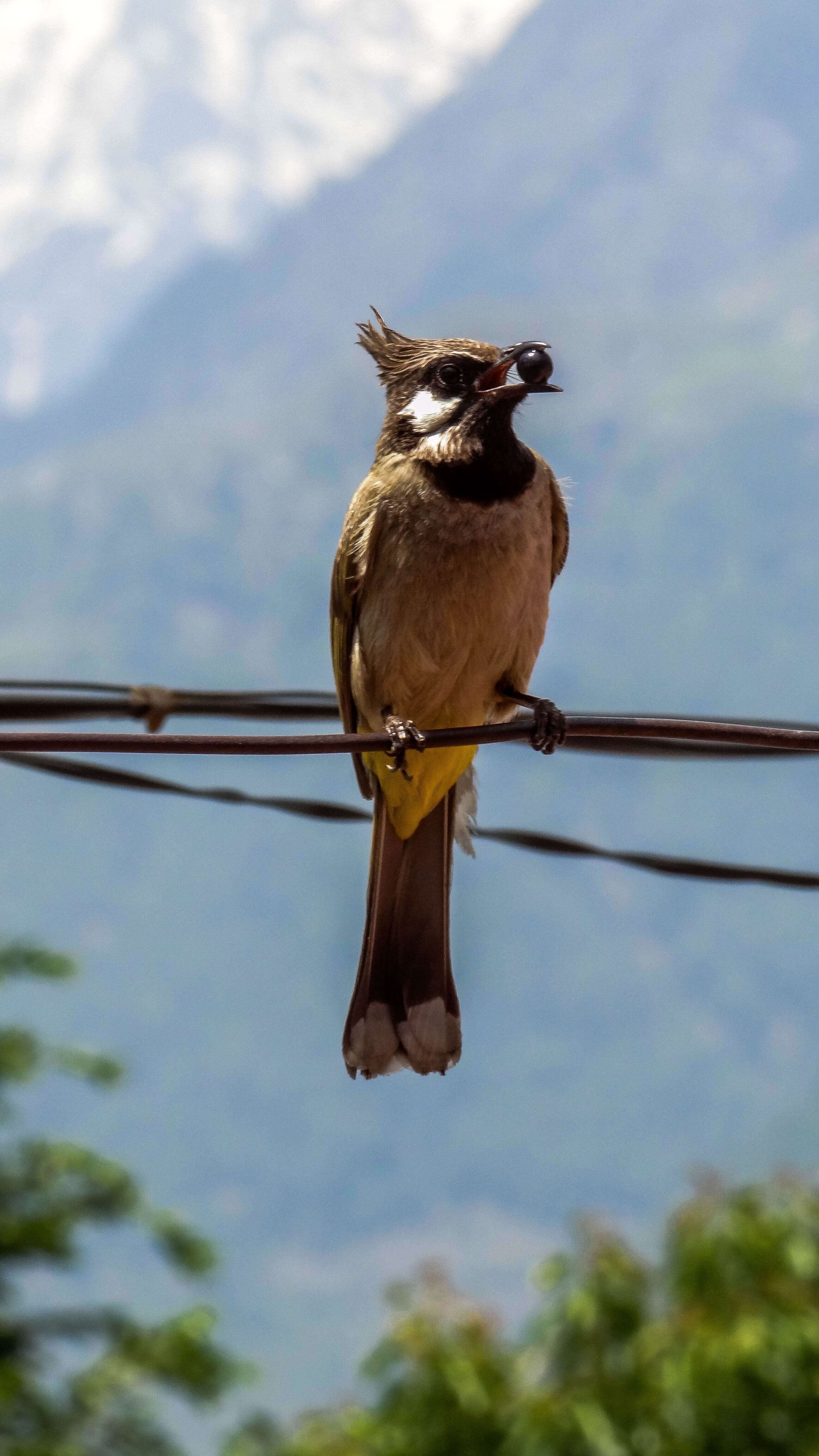 Image of Himalayan Bulbul