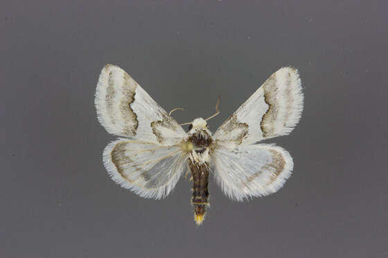 Image of Hulst's Flower Moth