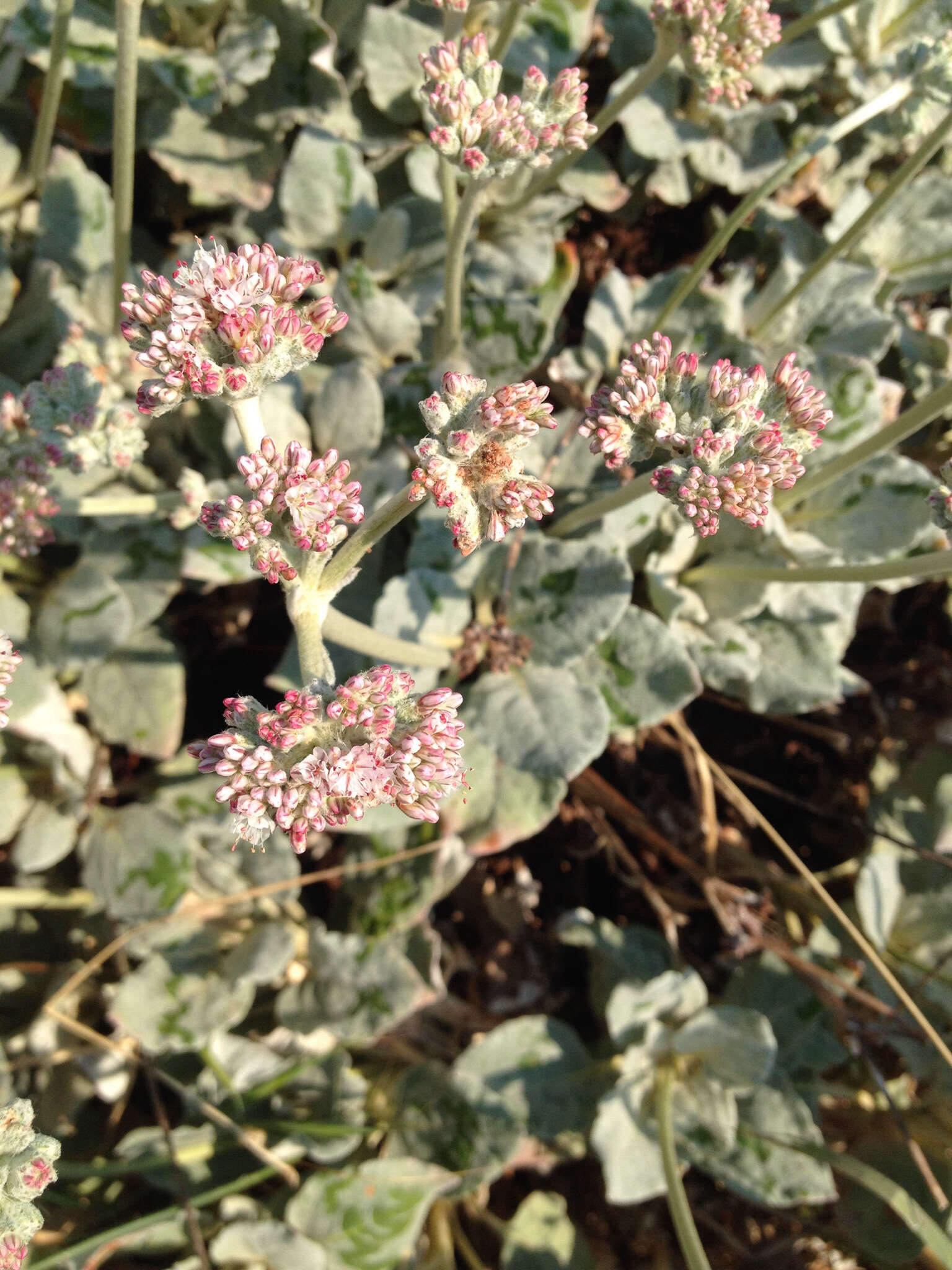 Image of seaside buckwheat