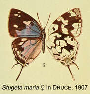 Image of Stugeta bowkeri