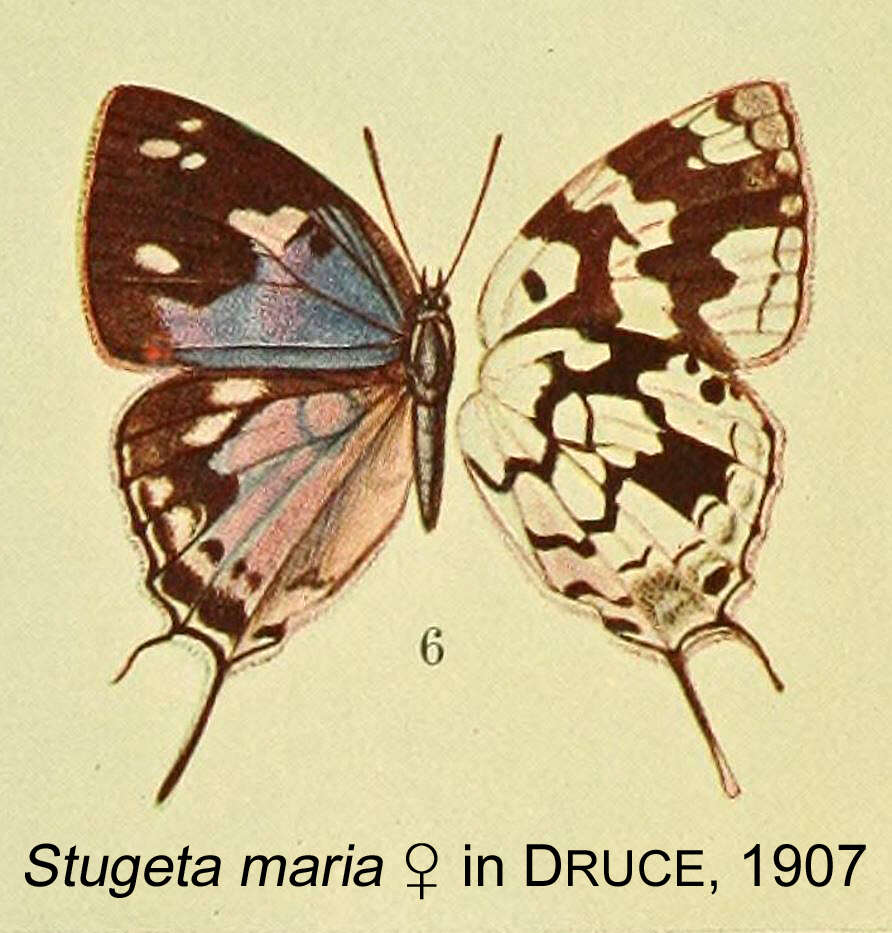 Image of Stugeta bowkeri