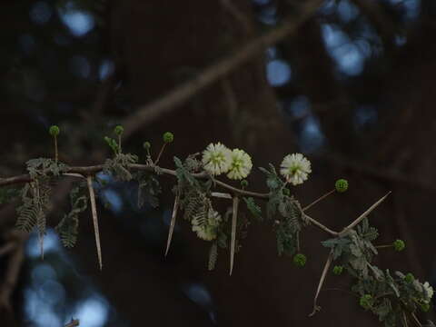 Vachellia tortilis (Forssk.) Galasso & Banfi的圖片