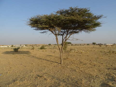 Vachellia tortilis (Forssk.) Galasso & Banfi的圖片