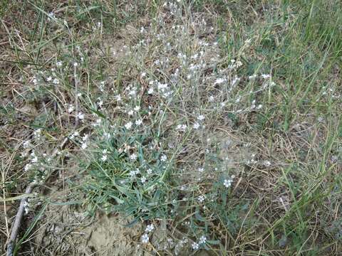 Plancia ëd Gypsophila acutifolia Fisch.