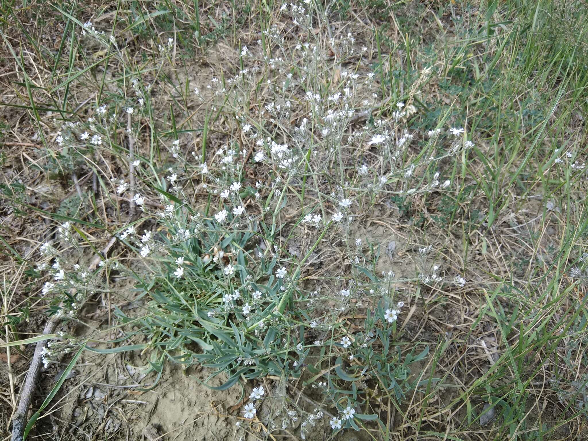 صورة Gypsophila acutifolia Fisch.