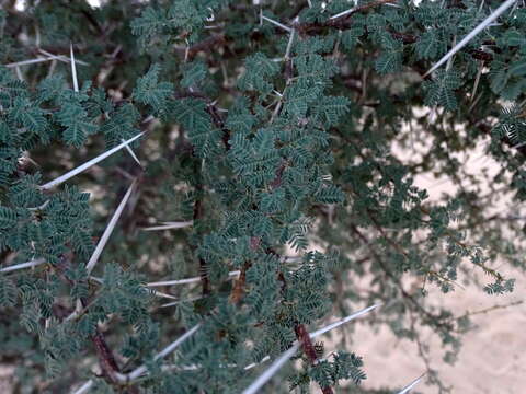 Image of umbrella thorn