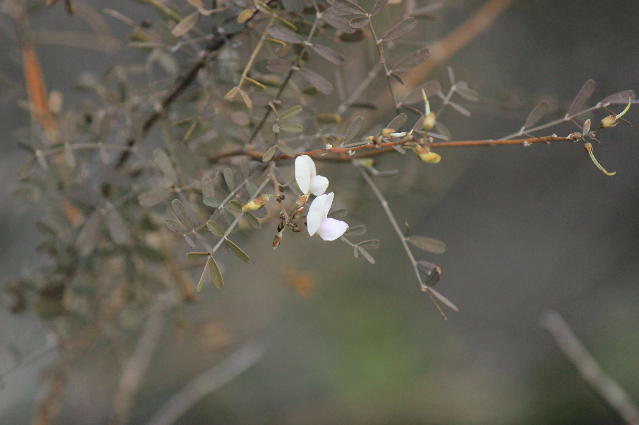 Image of <i>Tephrosia leratiana</i>