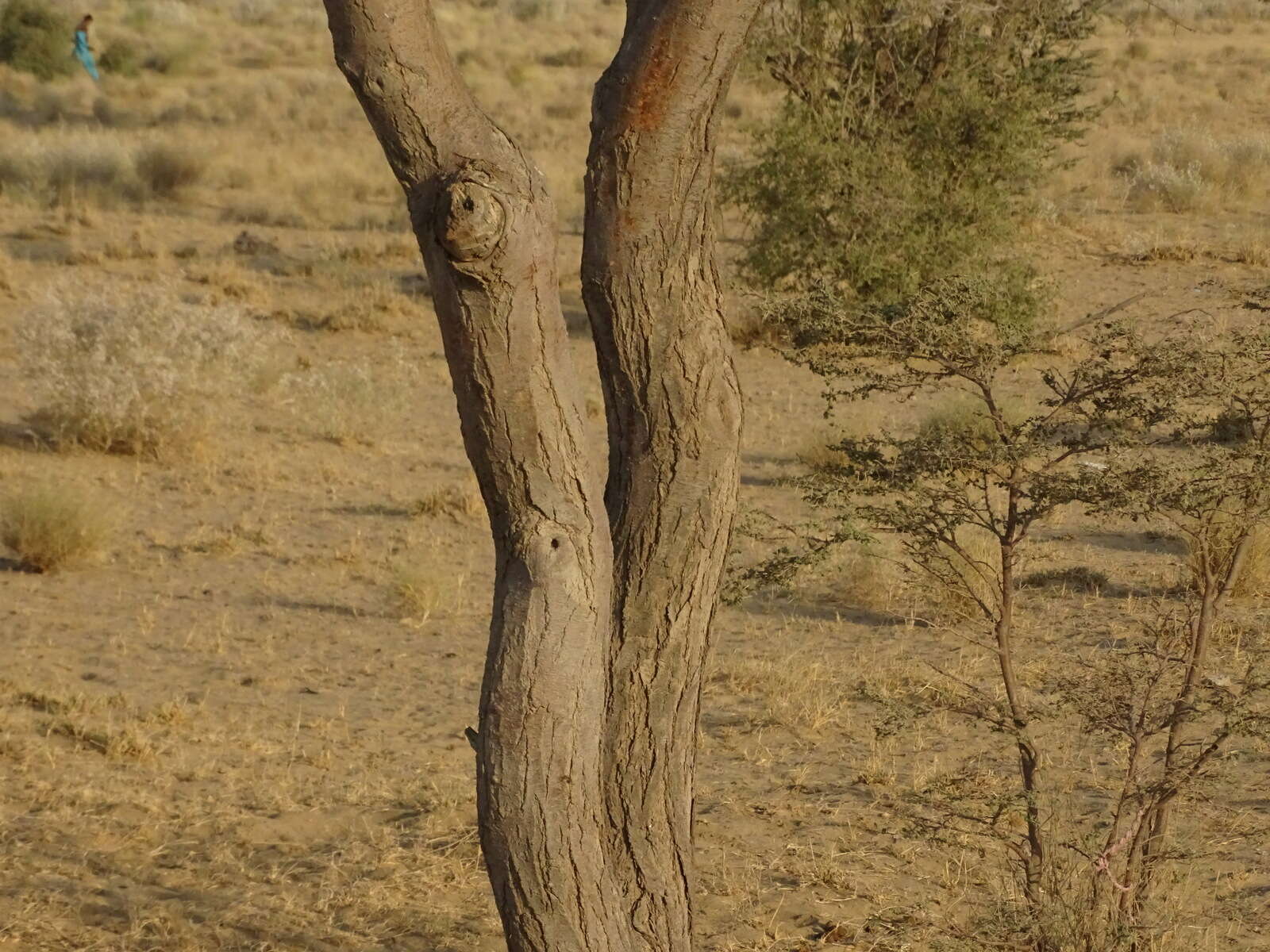 Image of umbrella thorn