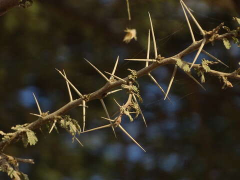 Vachellia tortilis (Forssk.) Galasso & Banfi的圖片