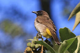 Plancia ëd Pycnonotus tricolor (Hartlaub 1862)