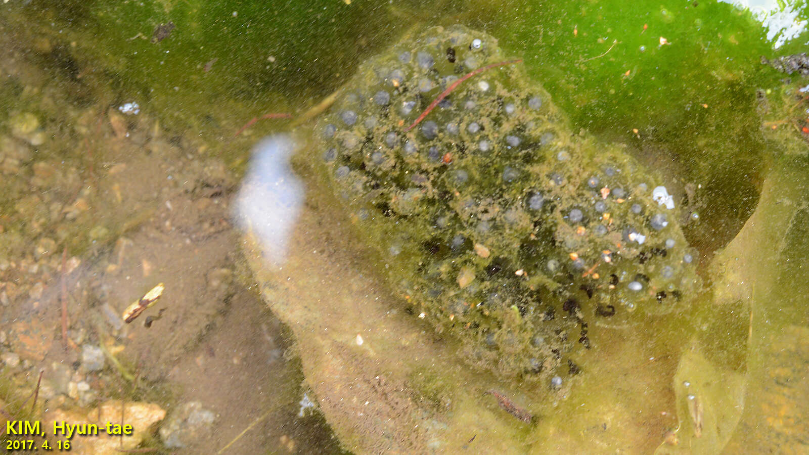 Image of Amur Brown Frog. Han-Guk-San-Gae-Gu-Ri