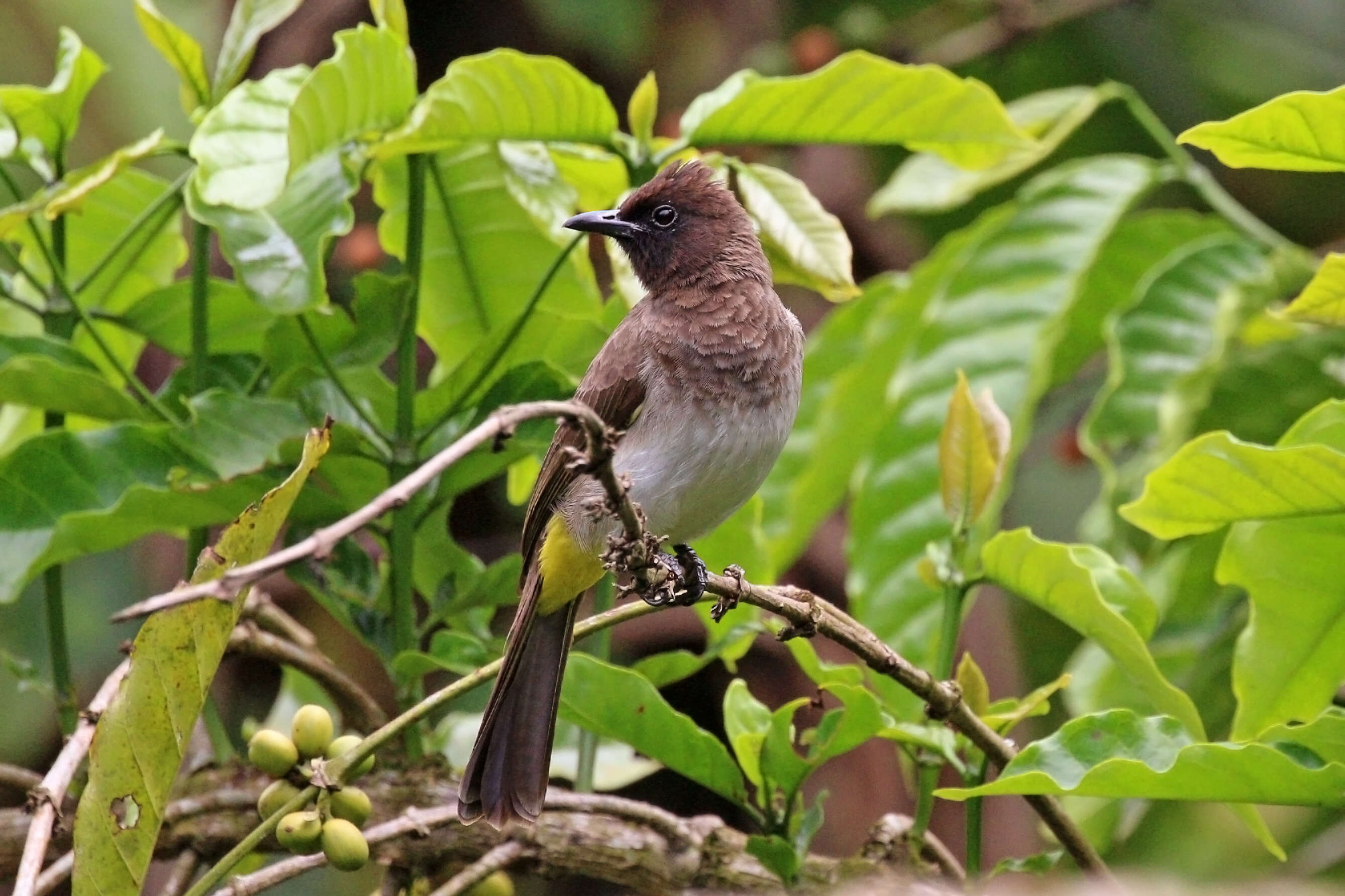 Plancia ëd Pycnonotus tricolor (Hartlaub 1862)