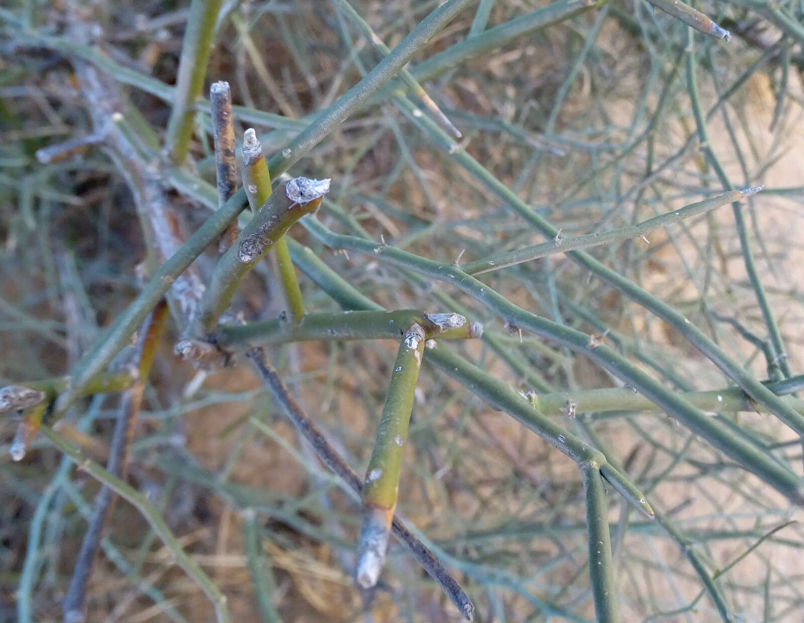 Image of Capparis decidua (Forsk.) Edgew.