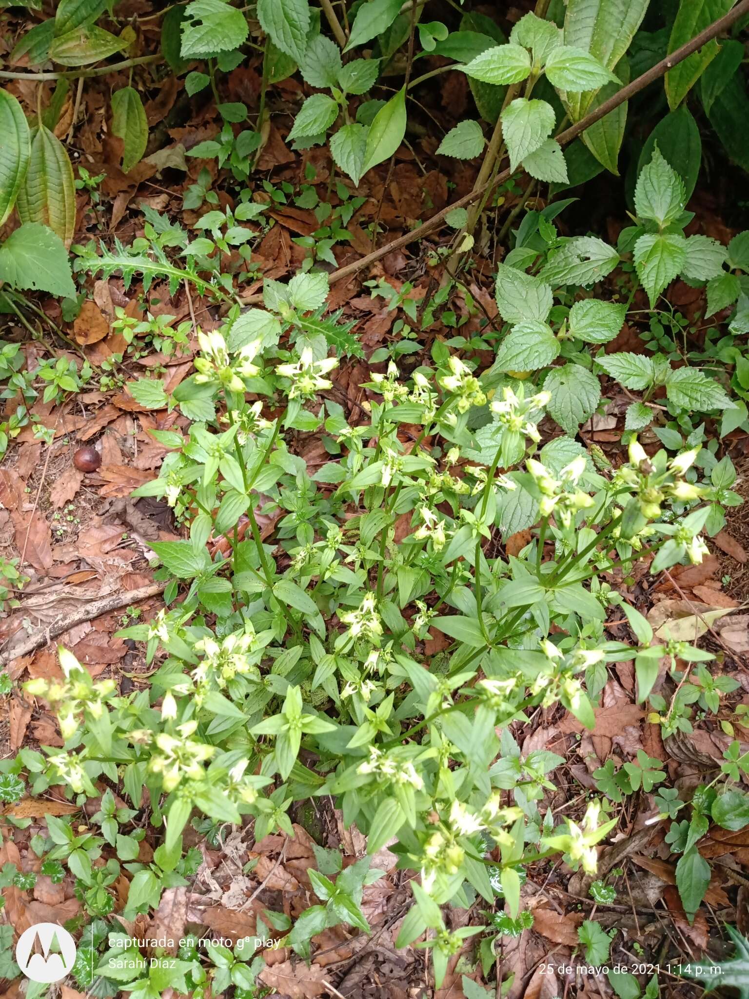 Image of Halenia schiedeana Griseb.