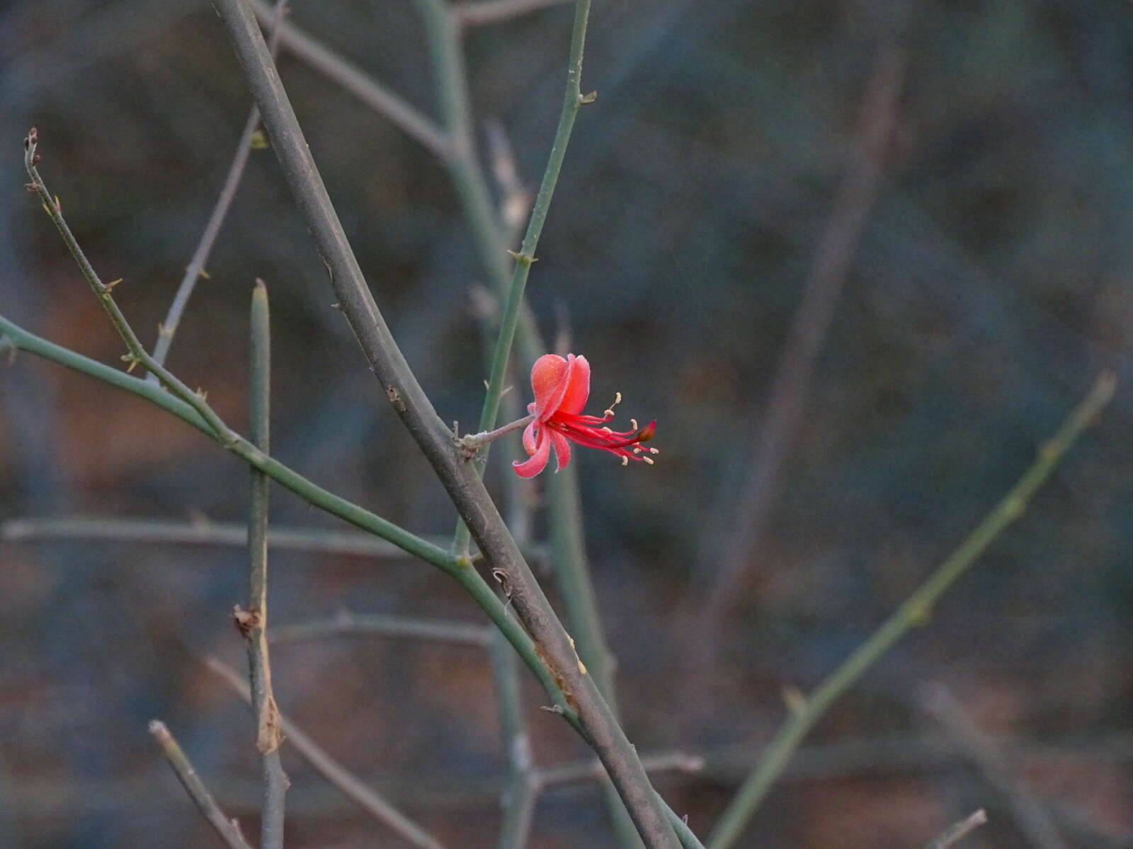 Image de Capparis decidua (Forsk.) Edgew.