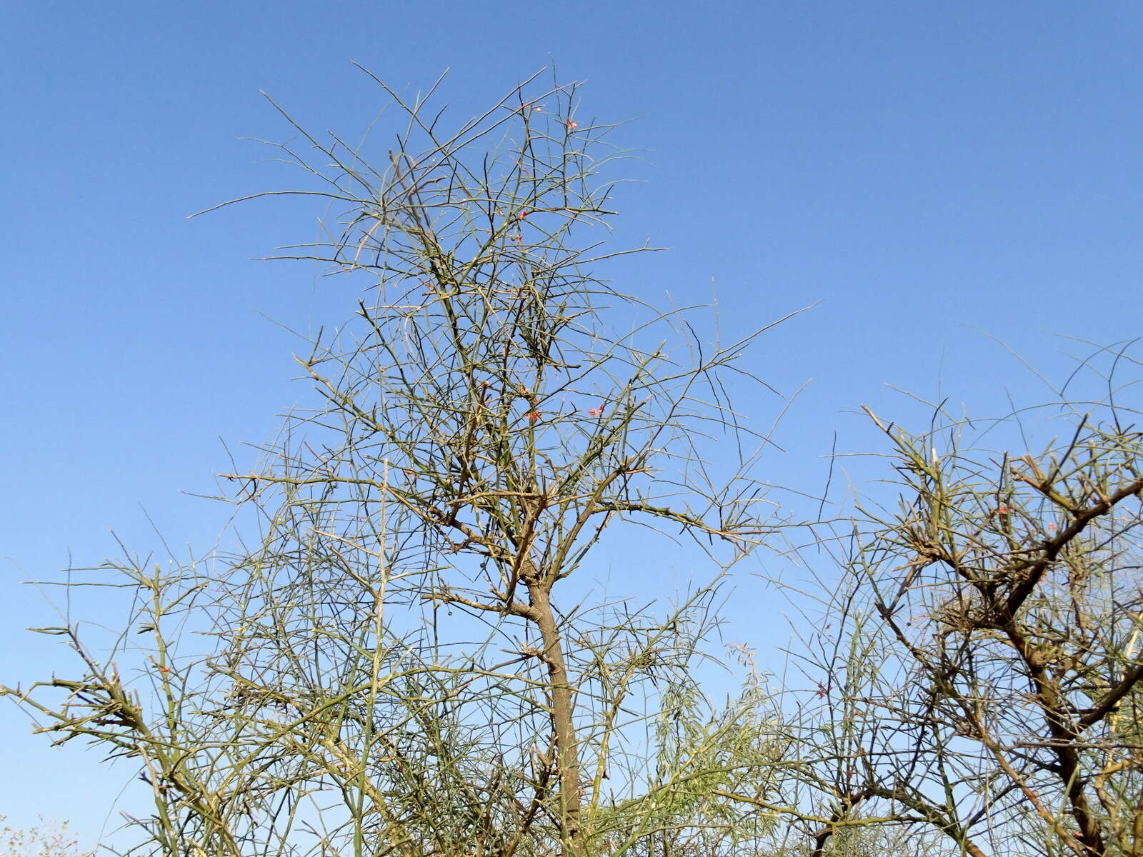 Image de Capparis decidua (Forsk.) Edgew.