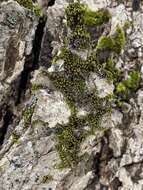 Image of drummond moss