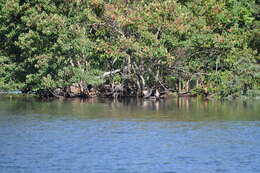 Image of Double-crested Cormorant