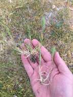 Image of Hordeum marinum subsp. gussoneanum (Parl.) Thell.