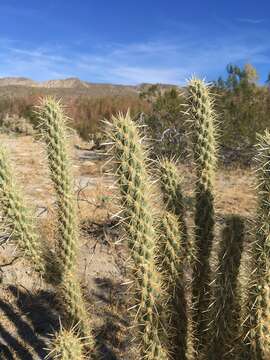 Cylindropuntia ganderi subsp. ganderi resmi